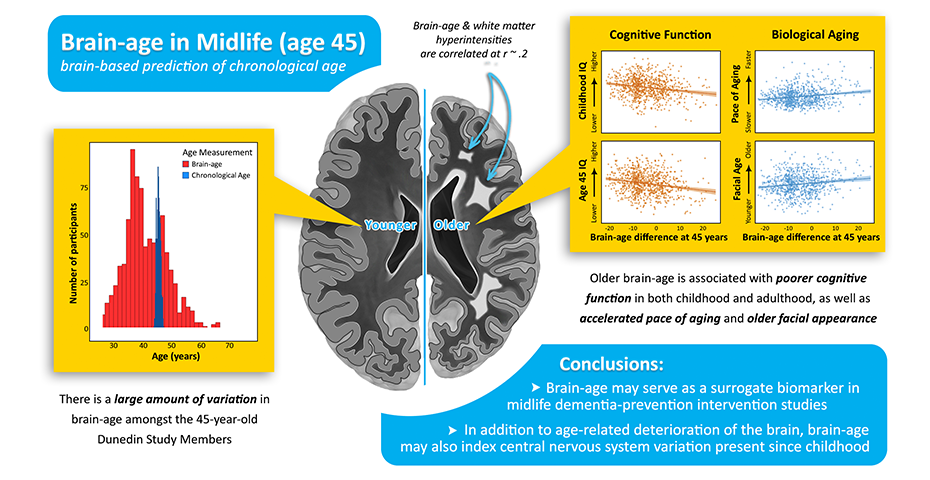 brain-age